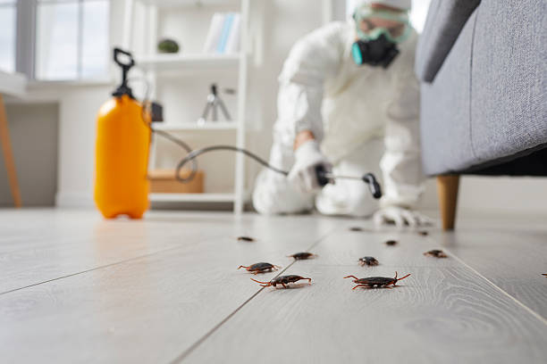 Post-Treatment Bed Bug Interceptor Monitoring in Nederland
